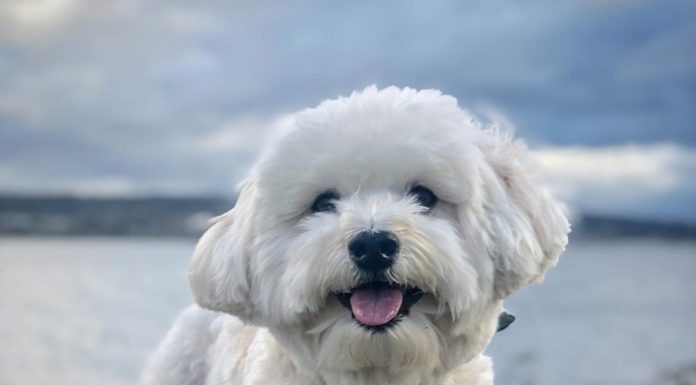 This Adorable Pup Was Named After Einstein