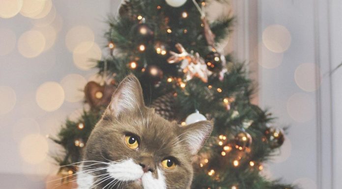 Here’s Another Instagram Cat You Should Follow
