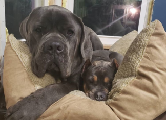 This Dog Loves His Sister So Much That He Sits On Her