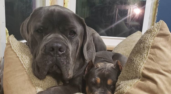 This Dog Loves His Sister So Much That He Sits On Her