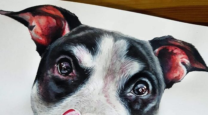 Realistic Acrylic Animals Portraits By Kyle Duca