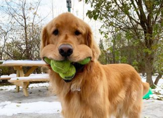 Meet Finley Molloy: An Adorable Golden Retriever Obsessed With Tennis Balls