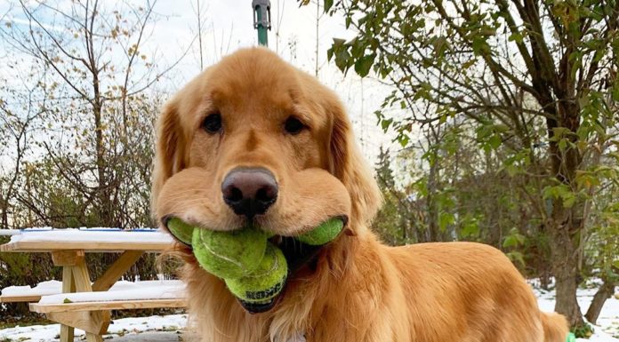 Meet Finley Molloy: An Adorable Golden Retriever Obsessed With Tennis Balls