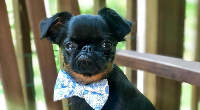 Meet Chico: The World’s Grumpiest Dog