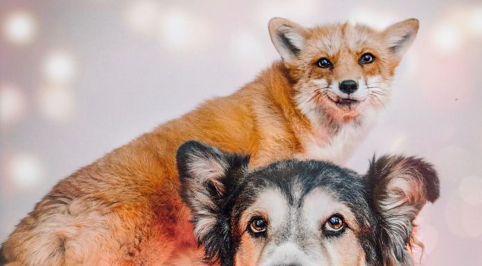 Juniper the Fox and Moose the Dog are Best Buds