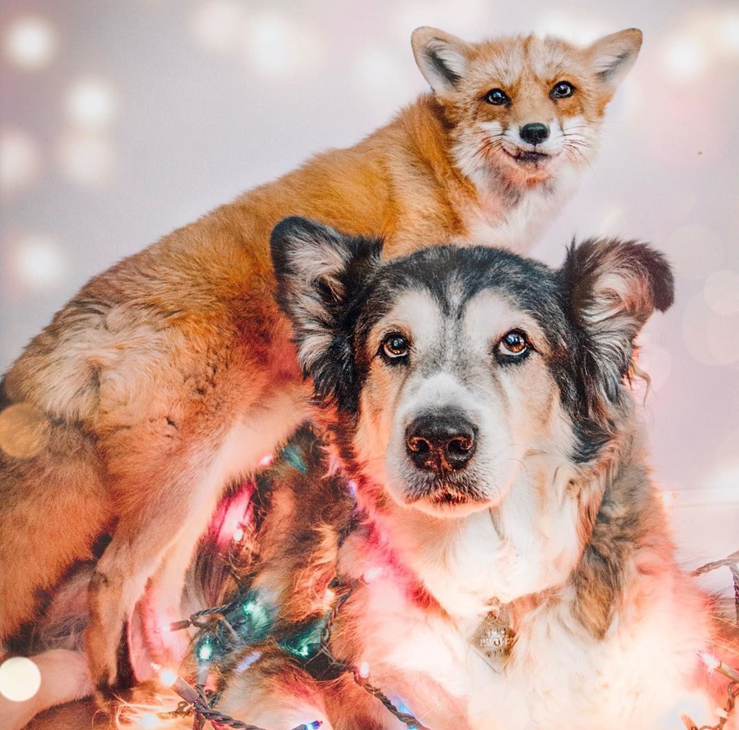 Juniper the Fox and Moose the Dog are Best Buds - MobiSpirit