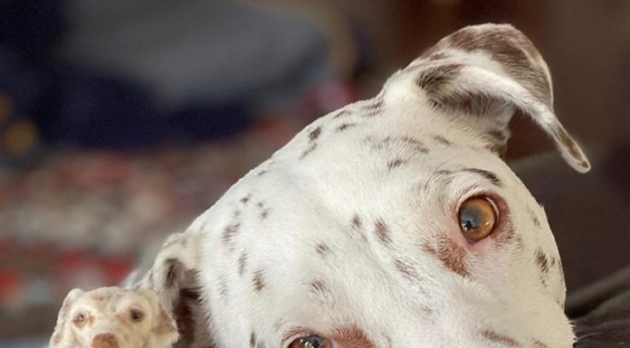 Alyson Gurney Sculpts Pet Doppelgängers Using Wool