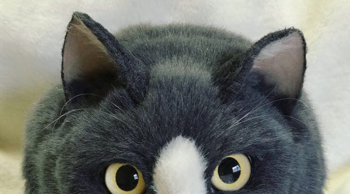 These Cat Bags are Trending in Japan