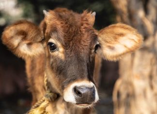 This Twitter Account Posts Cow Photos Every Day to Make People Smile