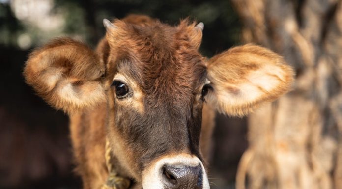 This Twitter Account Posts Cow Photos Every Day to Make People Smile