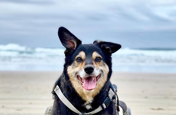 You Won’t Believe What This Dog is Capable Of