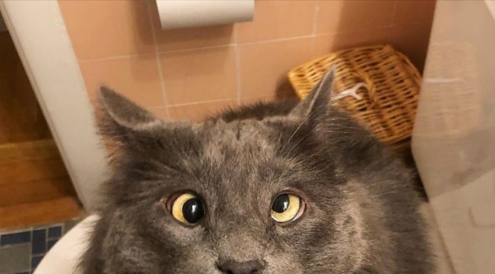 This Cross-Eyed Cat is the Cutest Thing You’ll See Today
