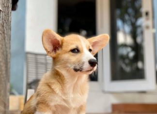 These Photos of Disapproving Corgis is All You Need Today