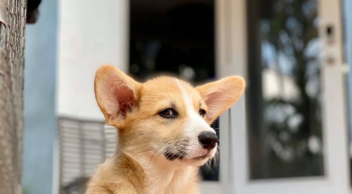 These Photos of Disapproving Corgis is All You Need Today