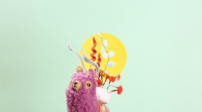 Cat Rabbit’s Alpacas Wear Flowers on Their Back