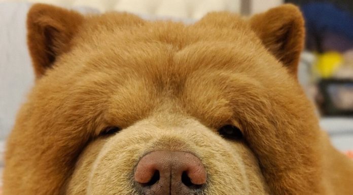Fluffy Dog Takes Social Media By Storm
