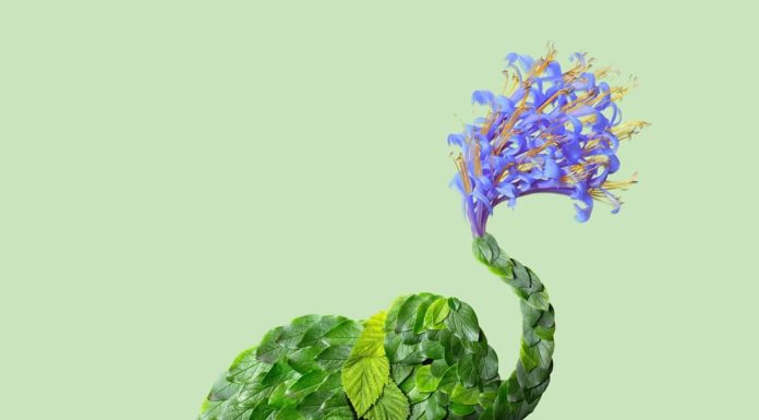 Raku Inoue Makes Insects and Animals Using Flowers