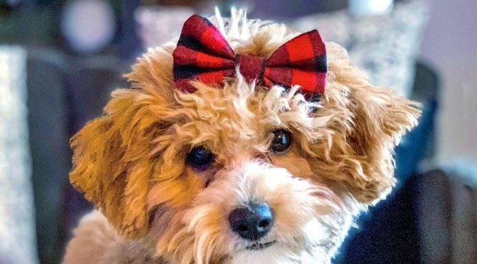 Meet Ramsey: The Cavapoochon Ambassador on Instagram