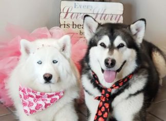 These Alaskan Malamutes are a YouTube Sensation