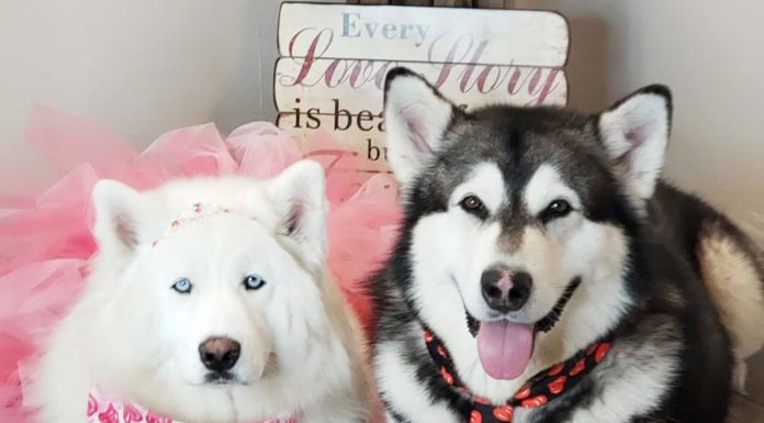 These Alaskan Malamutes are a YouTube Sensation