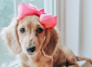 Check Out the Cutest Dogs on Instagram