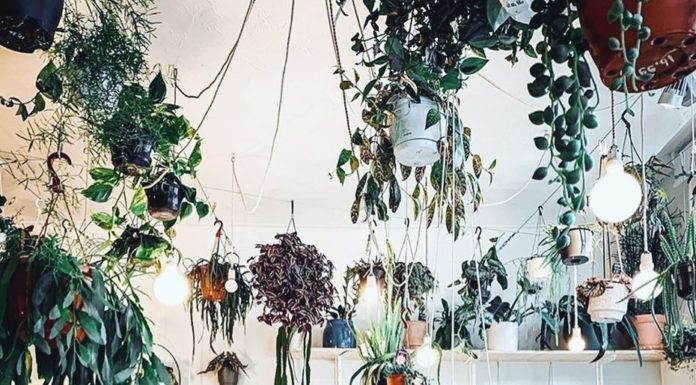 Birgitt Olislagers Will Inspire You to Get More Houseplants