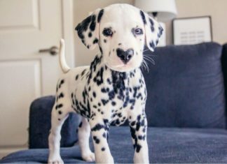 Meet Wiley, an Adorable Dalmatian with a Heart-Shaped Nose