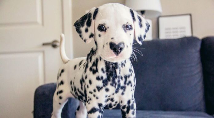 Meet Wiley, an Adorable Dalmatian with a Heart-Shaped Nose