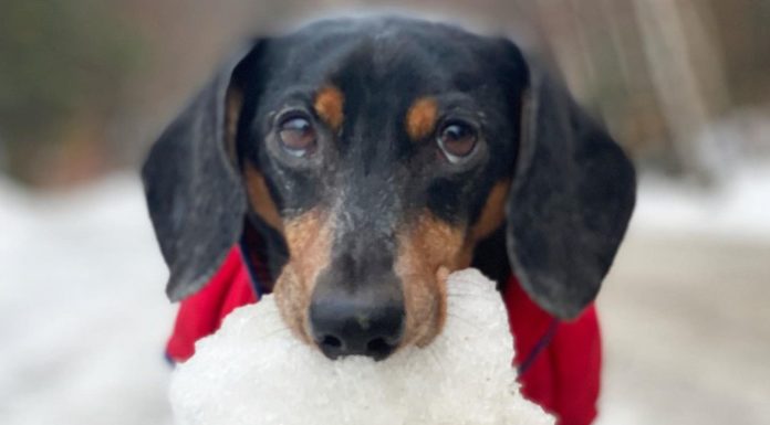 Crusoe the Miniature Dachshund Will Melt Your Heart