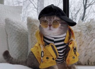 How Benson the Street Cat Became an Internet Sensation