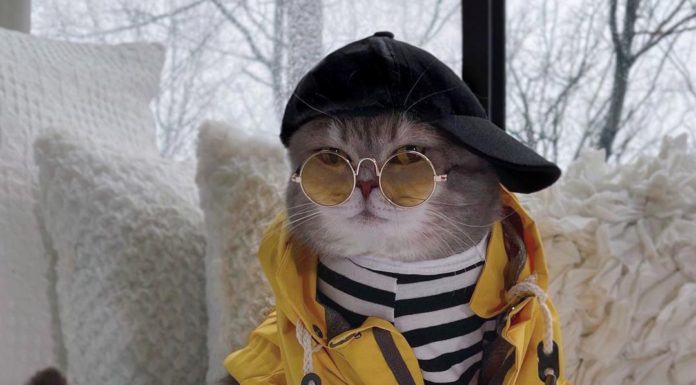 How Benson the Street Cat Became an Internet Sensation