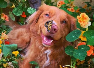 This Dog is Known as the “Butterfly King” and the Reason Why is Adorable