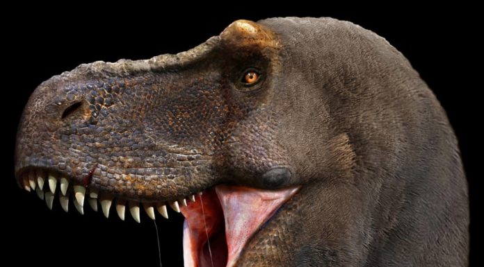 Artist Imagines What Extinct Animals Would Look Like Today