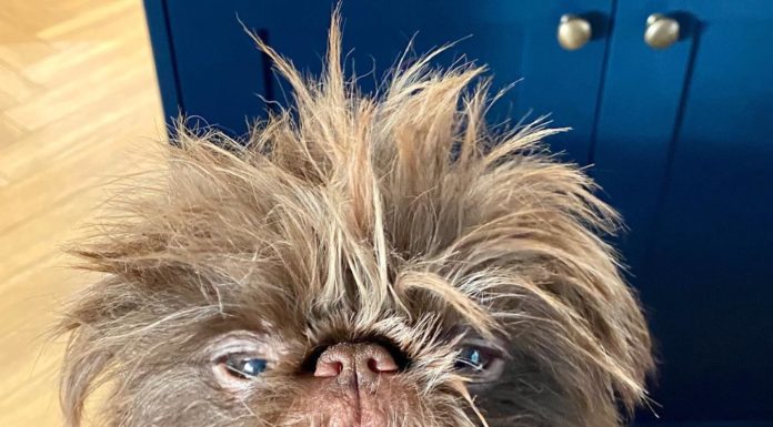 Adorable Dog Becomes Viral Sensation Due to His Unusual Looks