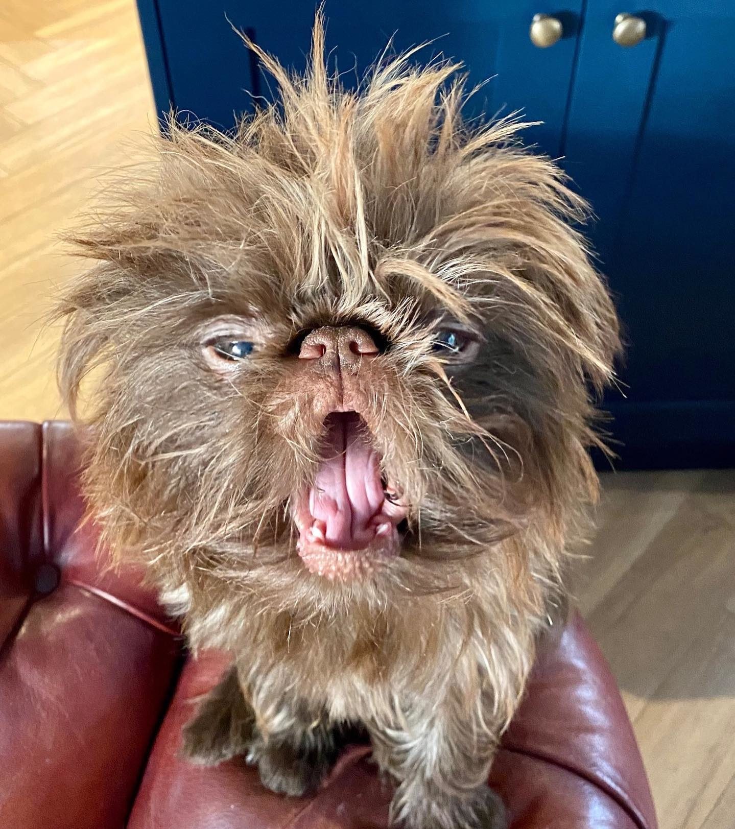 Adorable Dog Viral Sensation Due to His Unusual Looks MobiSpirit