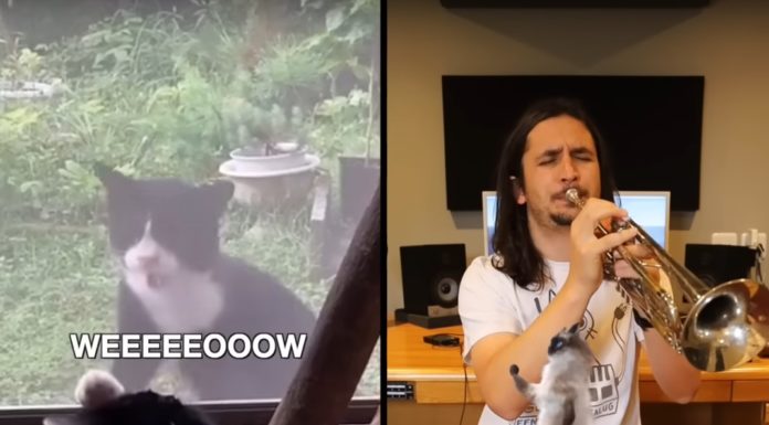 Musician Makes a Hit Collaboration Song With a Random Noisy Cat