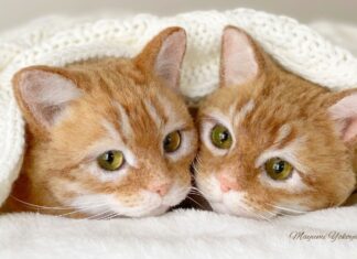 Mayumi Yamamoto Creates the Most Adorable Felted Cats