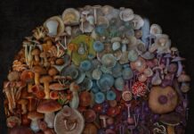 Moritz Schmid Presents Mushrooms in the Most Glorious Light