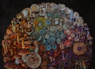 Moritz Schmid Presents Mushrooms in the Most Glorious Light