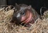 Virginia’s Baby Hippo Poppy is the Internet’s Latest Obsession