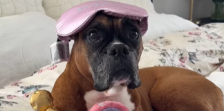 Adorable Pup Princess Poppy Finds Viral Fame With Her Bedtime Routine